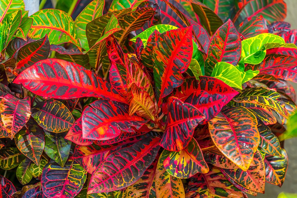 Colorful leaves-Moorea-Tahiti-French Polynesia